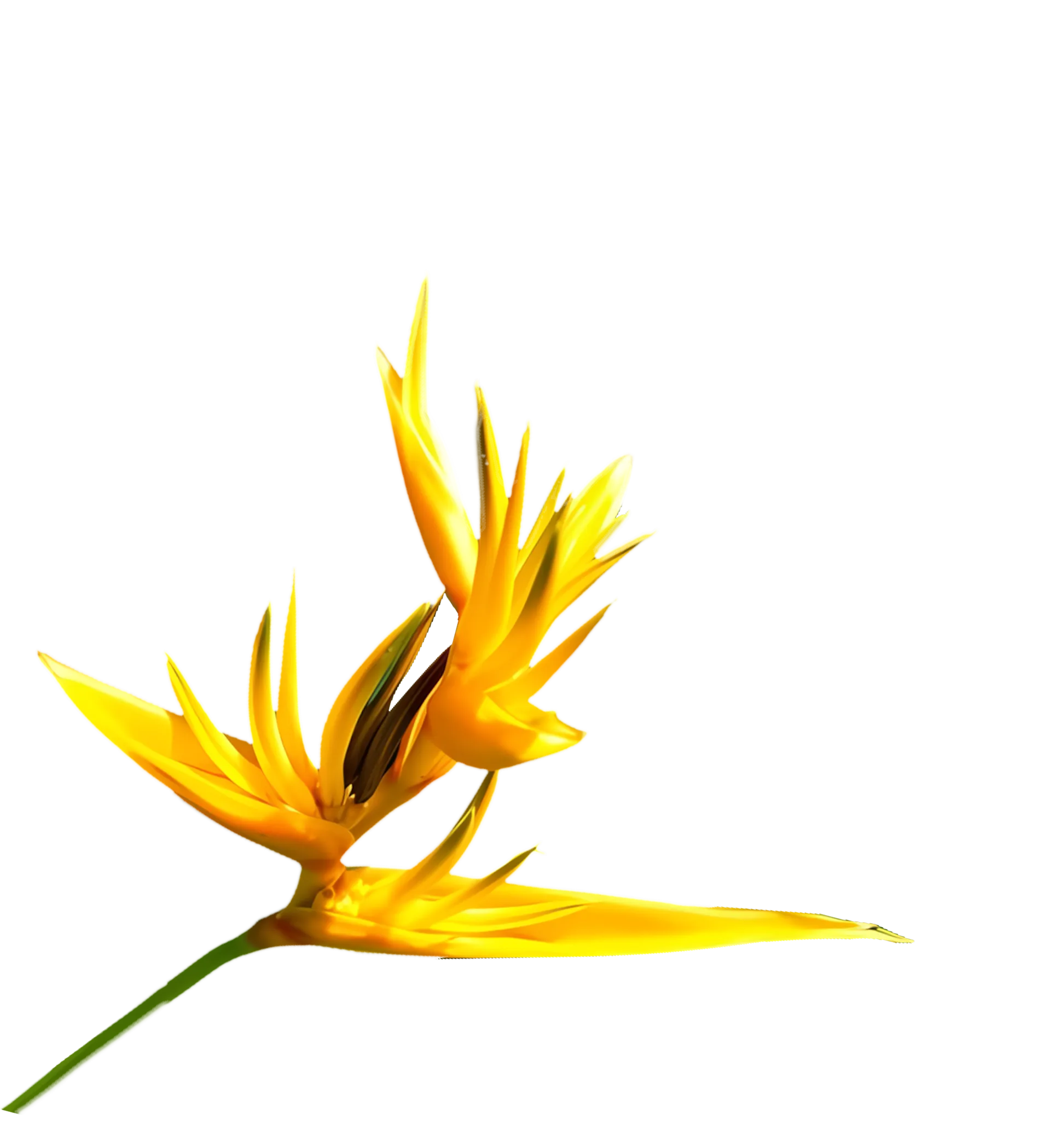 intro